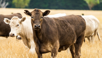 Vision of a One Health System for Australia